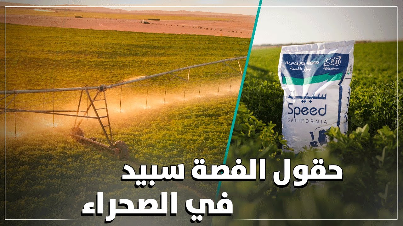 حقول الفصة سبيد في الصحراء