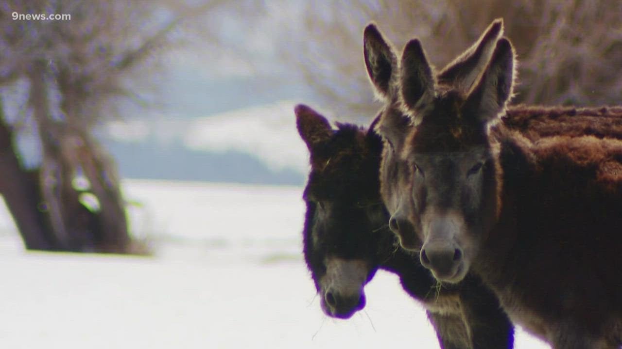 Guard donkeys sent to protect Northern Colorado cow herd from wolves