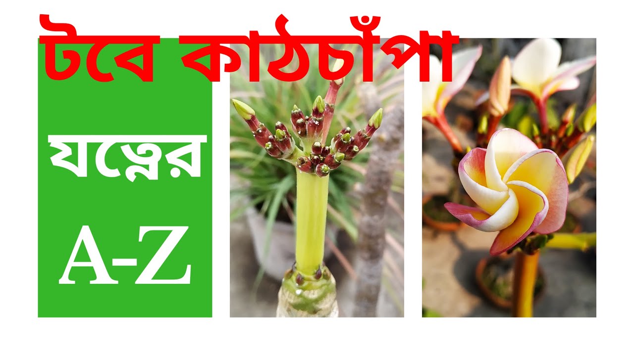 কাঠচাঁপা বা কাঠগোলাপের বনসাই। How to Care of Plumeria or Frangipani Bonsai | RAJ Gardens