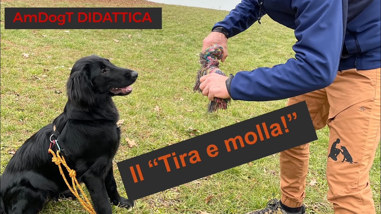 AmDogT DIDATTICA "Il Tira e Molla!"