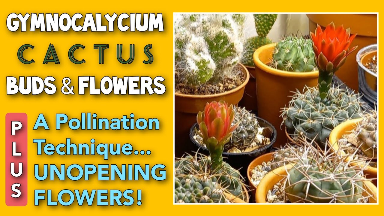 Gymnocalycium BUDS & FLOWERS: Pollination Technique for Closed/Unopening Cactus Flowers | JULY 2021