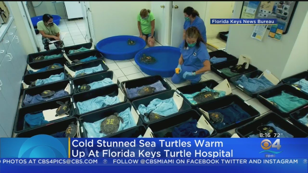 Cold-Stunned Sea Turtles Warm Up At Florida Keys Turtle Hospital