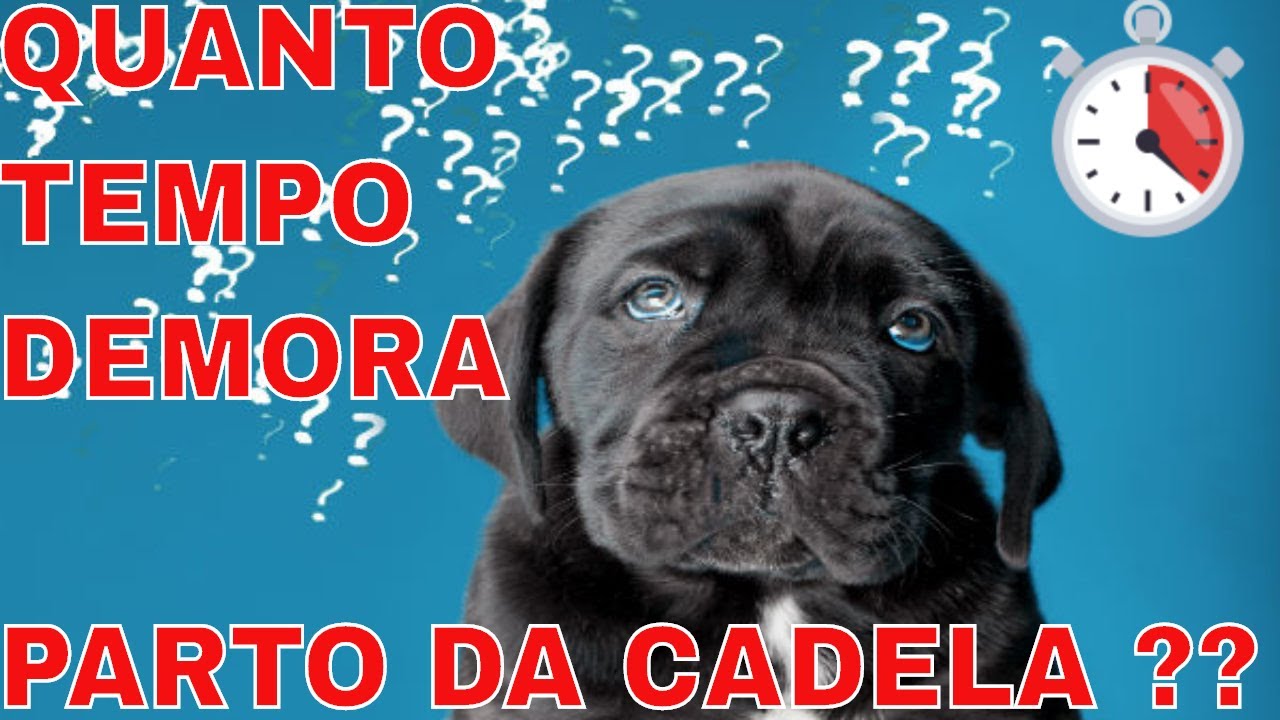 QUANTO TEMPO DEMORA O PARTO DE UMA CADELA/SAIBA QUAIS OS 3 ESTÁGIOS DO PARTO(REVELADO)