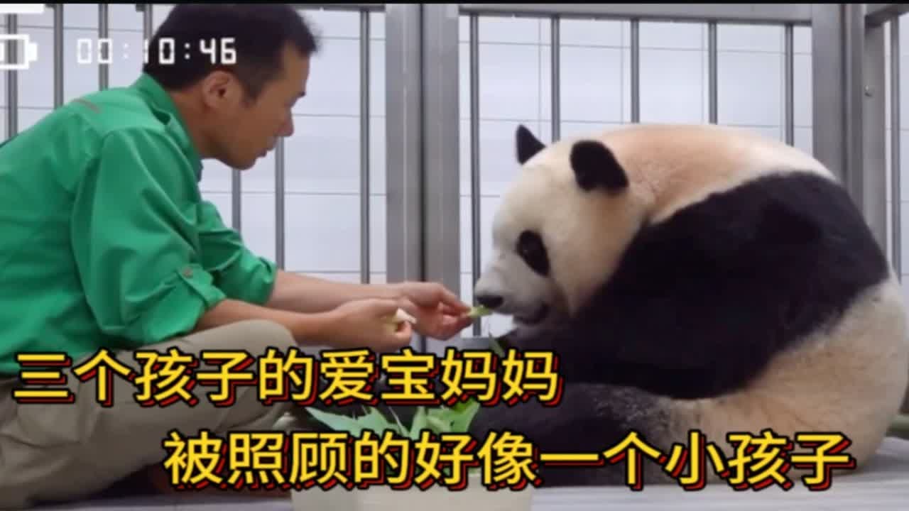 三个孩子的爱宝妈妈，被姜爷爷照顾的好像一个小孩子，难怪要把崽崽叼给姜爷爷