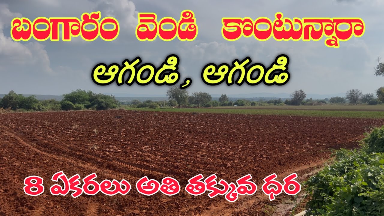 AP agriculture Land 8 Accres sale near Macherla Farm Land sale మా జీవితాన్ని మార్చిన పొలం అమ్మబడును