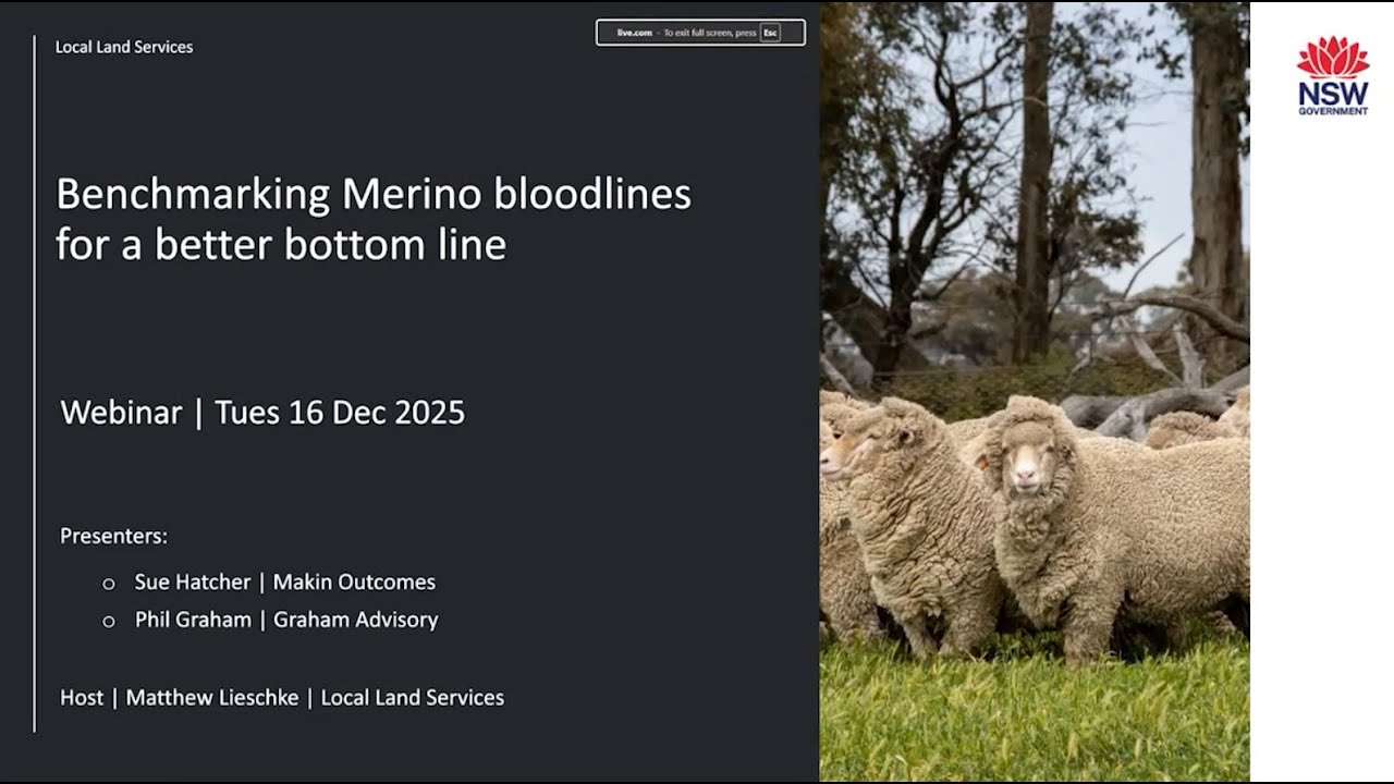 Benchmarking Merino bloodlines for a better bottom line