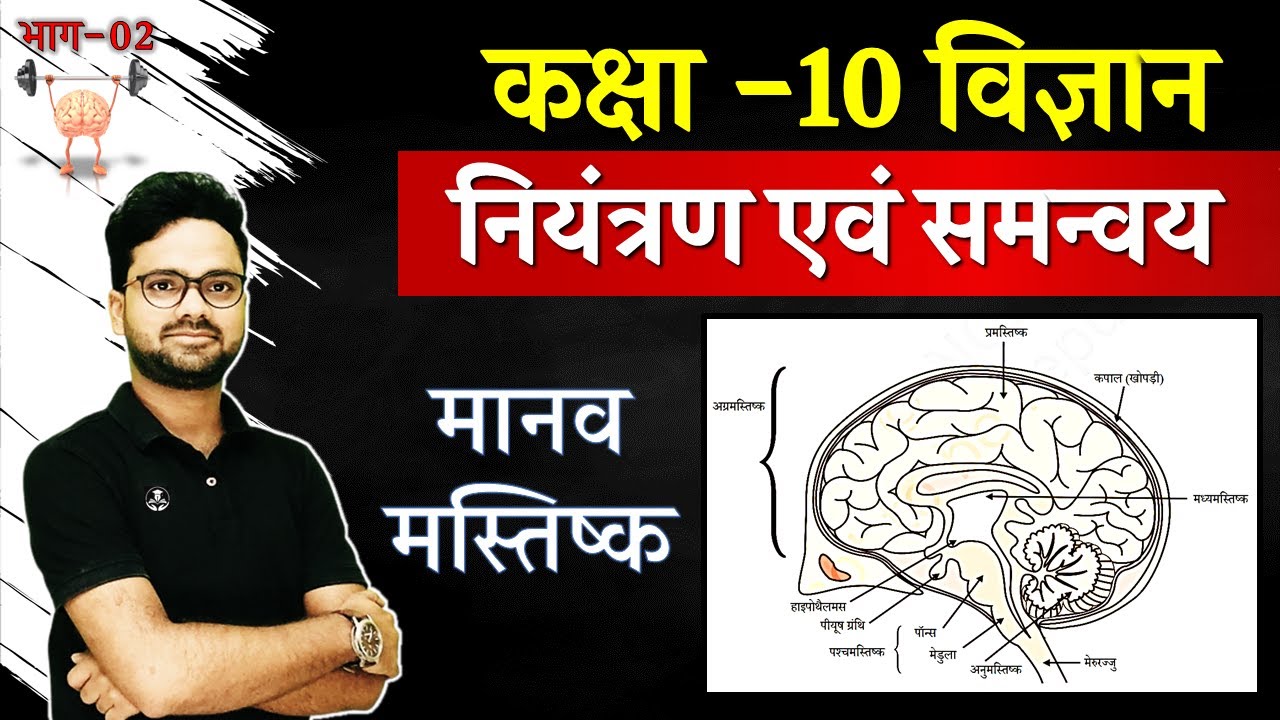 मानव मस्तिष्क Human Brain की संरचना एवं भाग || नियंत्रण एवं समन्वय Control and Coordination