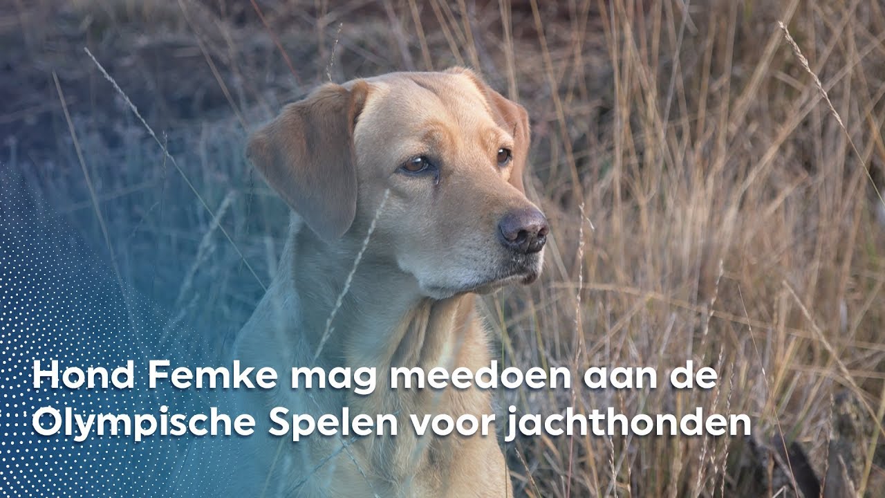 Hond Femke mag meedoen aan de Olympische Spelen voor Jachthonden | RTV Oost