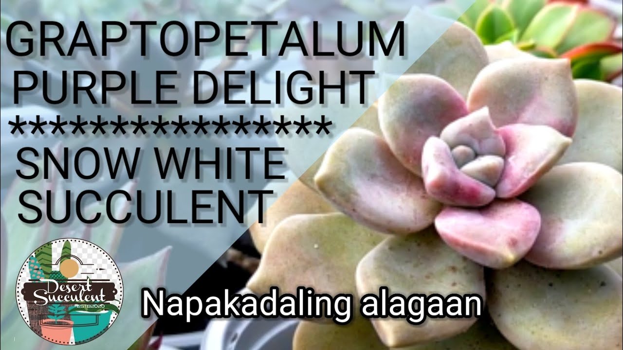 92/100 Graptopetalum Purple Delight | Graptopetalum Snow White • A succulent for beginners