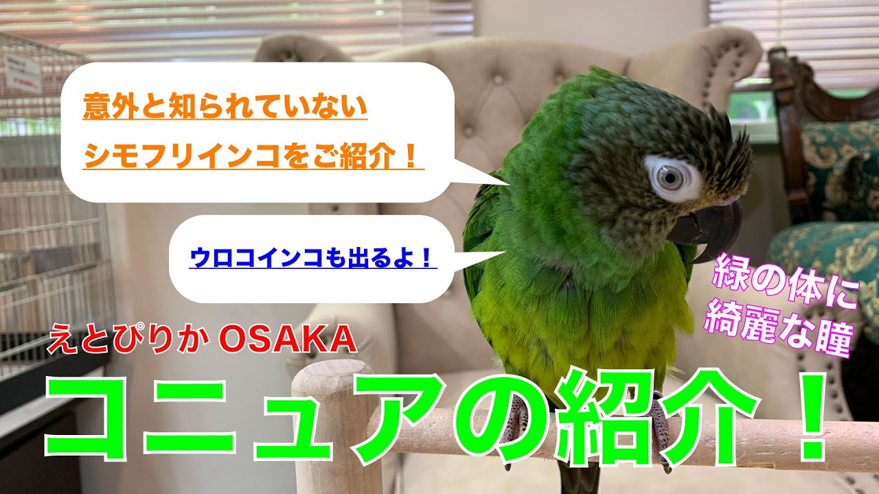 【えとぴりかOSAKA】少し珍しいコニュアのご紹介【シモフリインコ・ウロコインコ・Conure】