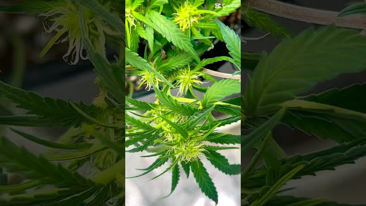 ⁠@GaiaGreenOrganics & @Vivosun on a ​⁠@humboldtseedcompany  🫘 #OgKush #1stgrow #NewCultivator