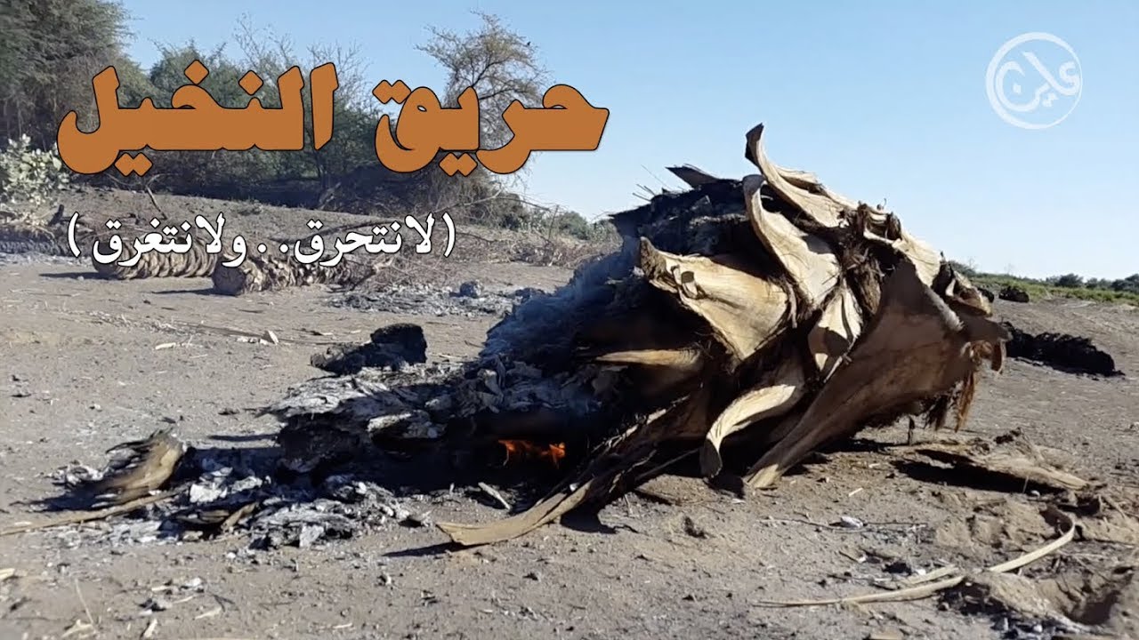 حرائق النخيل في الولاية الشمالية ... الدوافع والأسباب