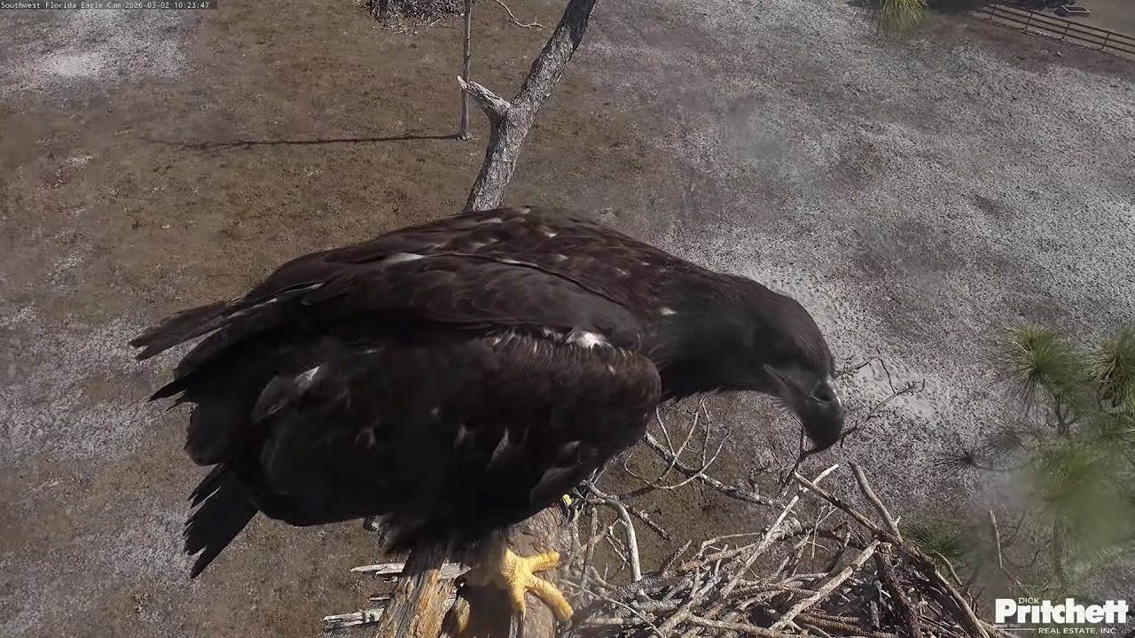 SWFL. Dad, do you see? 🥳 E26 lands on the atic branch for the first time! /10:23/ 2026-03-02
