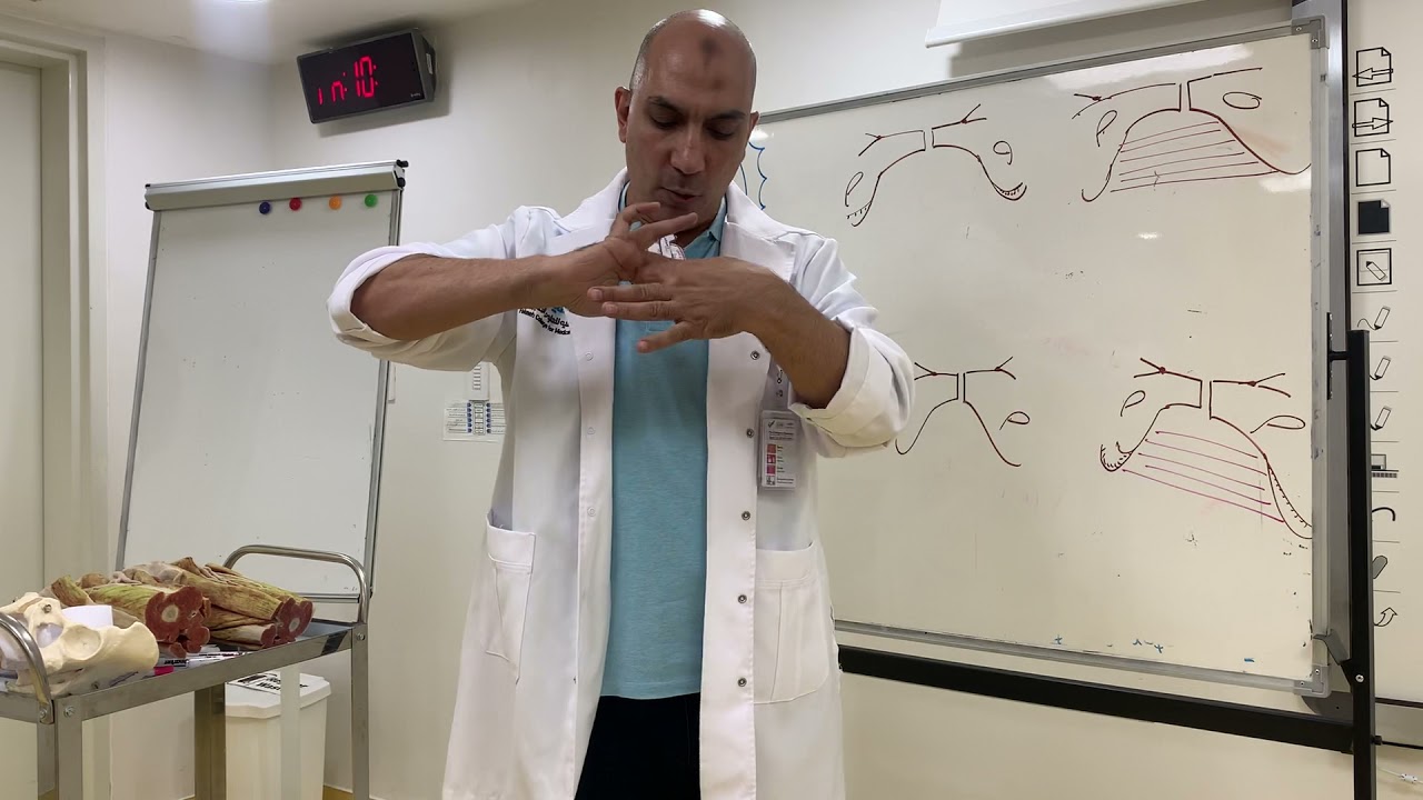 Perineal pouches (ER module 4 )