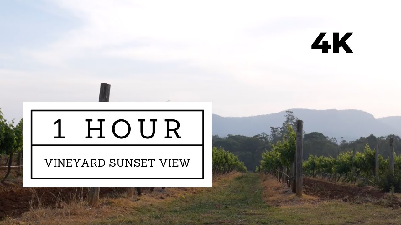 Relaxing vineyard sunset view 1 hour background white noise ambience study sleep no talking