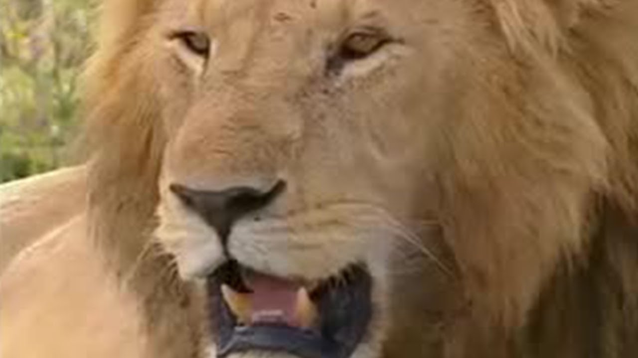 Hunting Trophy Lions in Africa | Lion Out of Africa? | BBC Studios