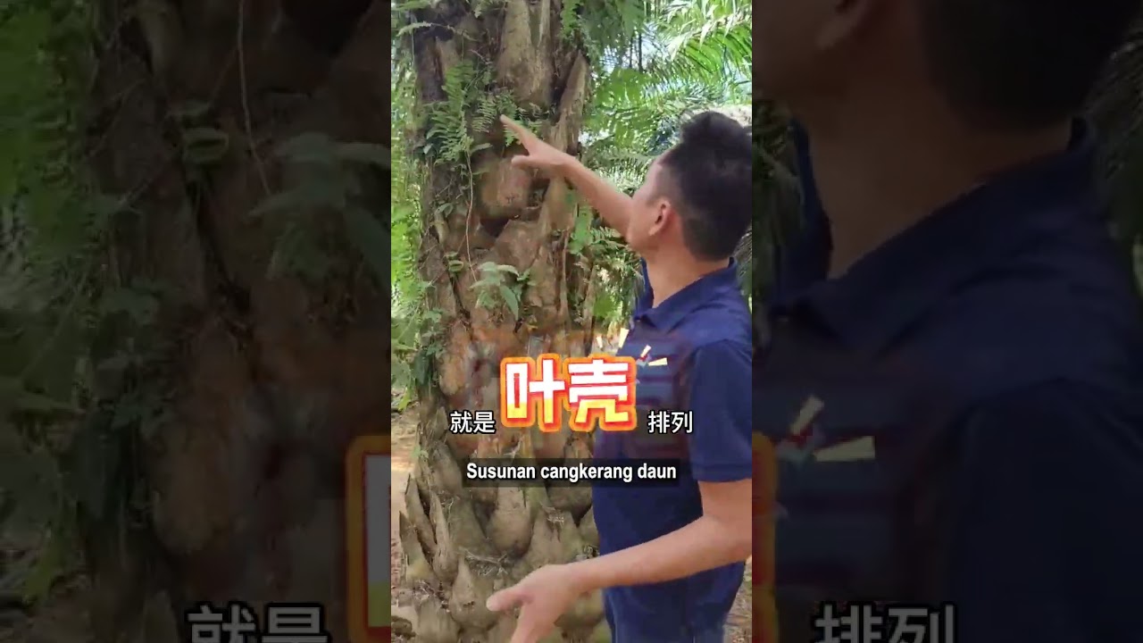 油棕树长气根的2大原因