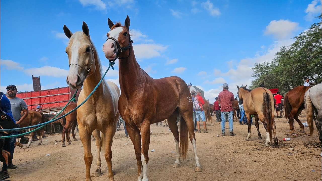 FEIRA DE CAVALO DE CARUARU PE, ÚLTIMA FEIRA DE 2024, TERÇA FEIRA, (24/12/24) 