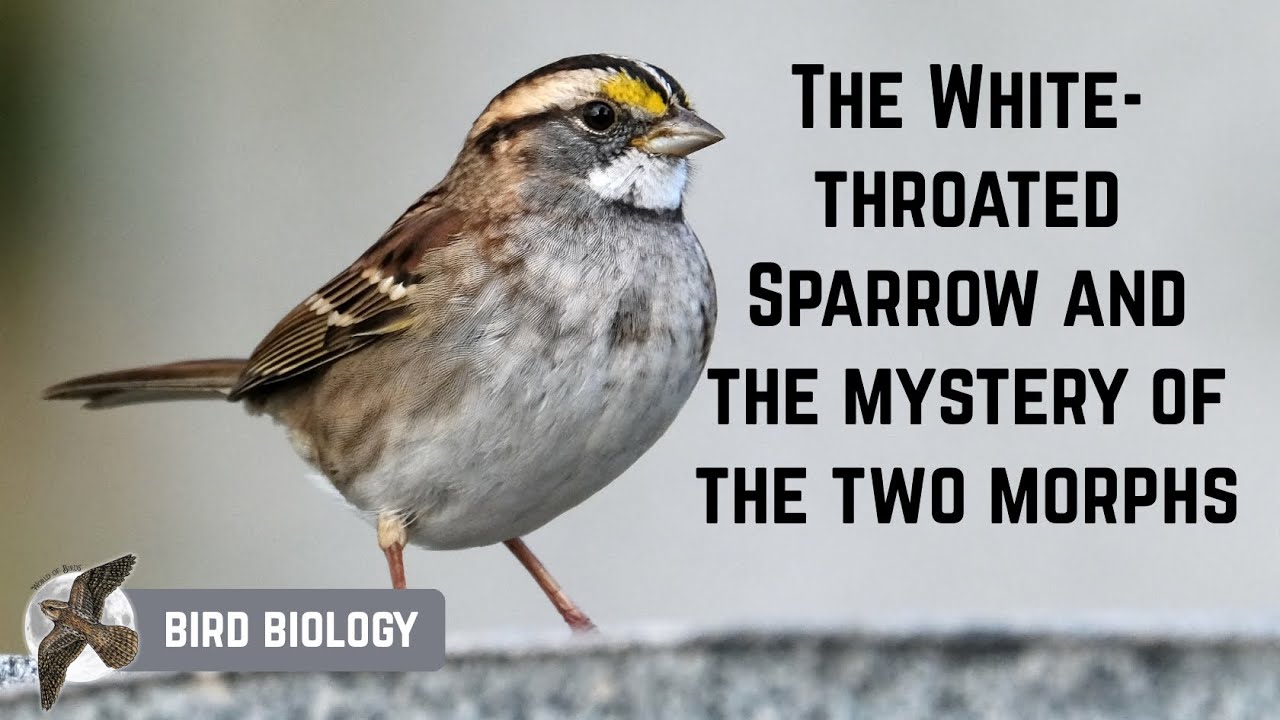The White-throated Sparrow and the mystery of the two morphs 