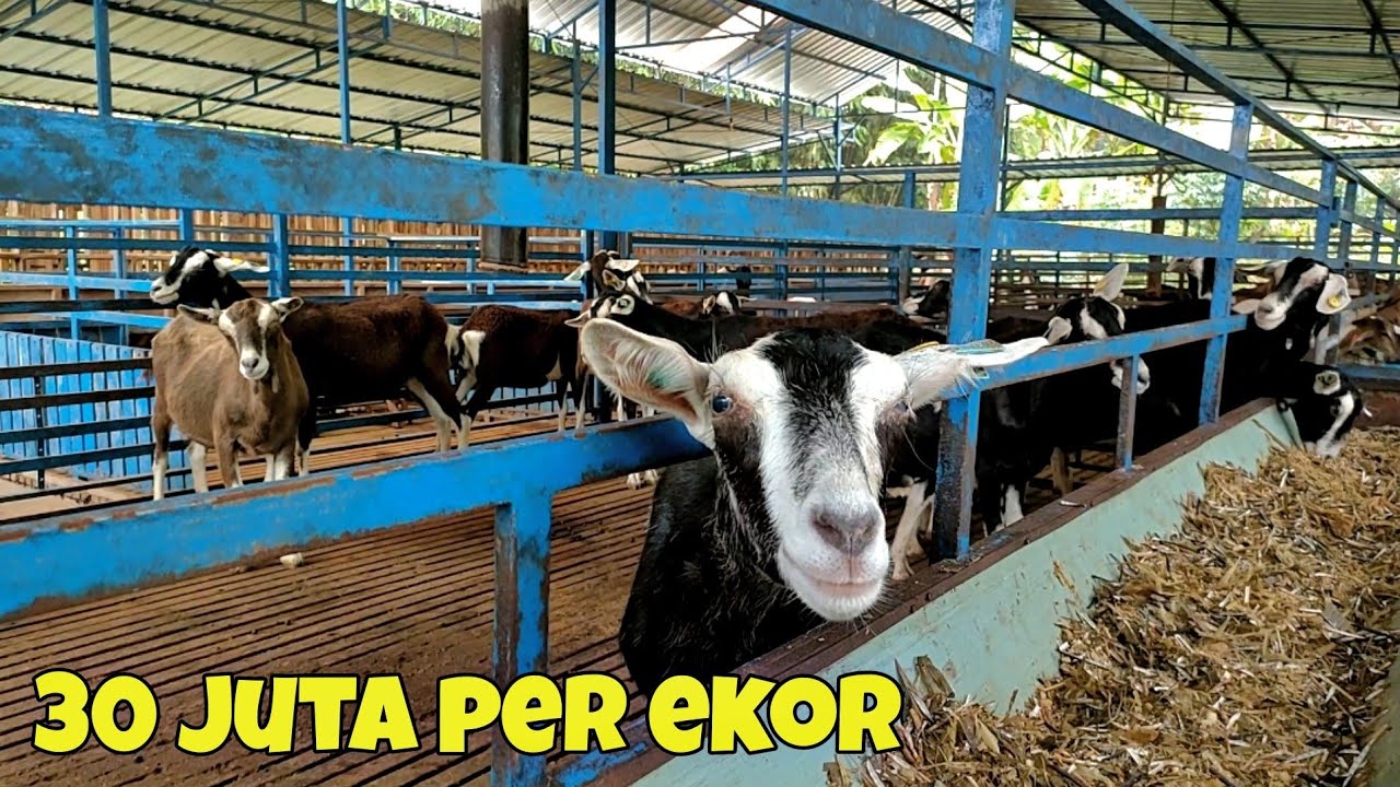 PELUANG BETERNAK KAMBING SKALA INDUSTRI‼️TAPI PELAJARI DULU ILMUNYA