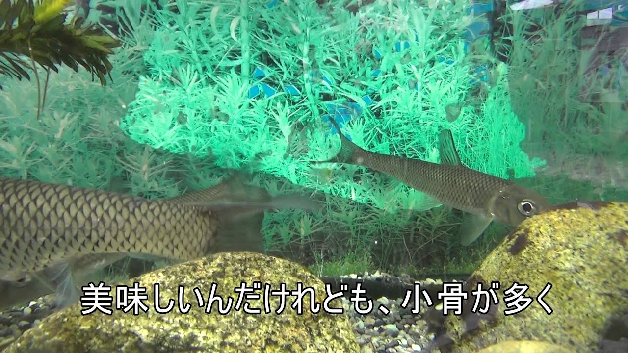 【淡水魚】ニゴイ