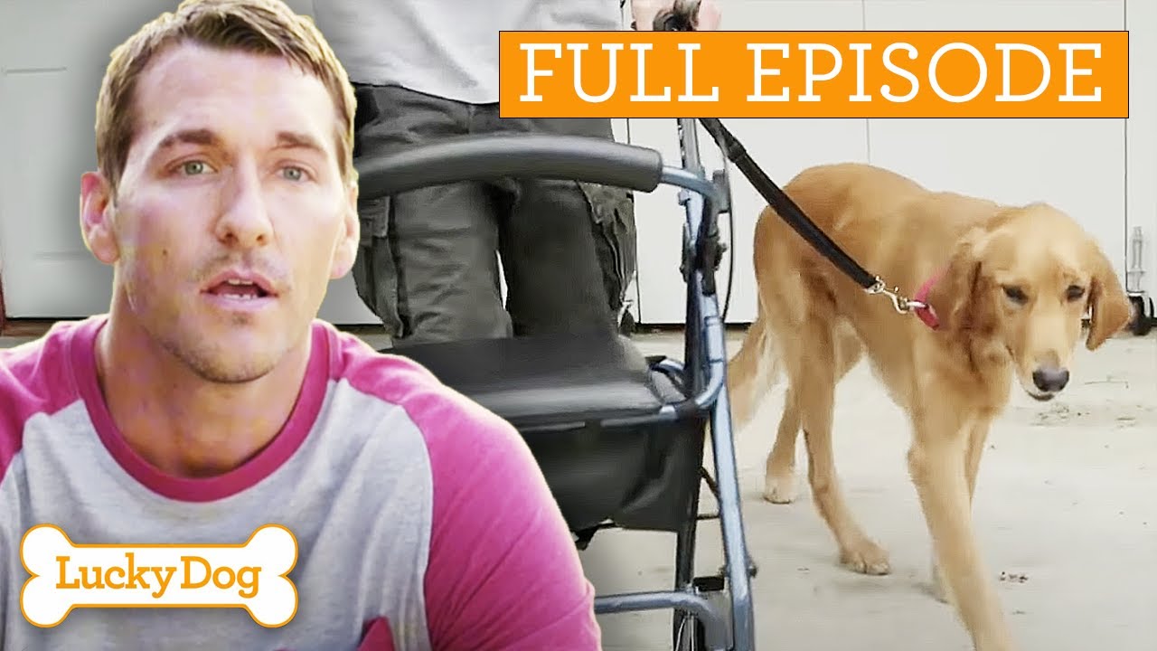 Golden Retriever Becoming Life-Changing Service Dog | Lucky Dog Full Episode