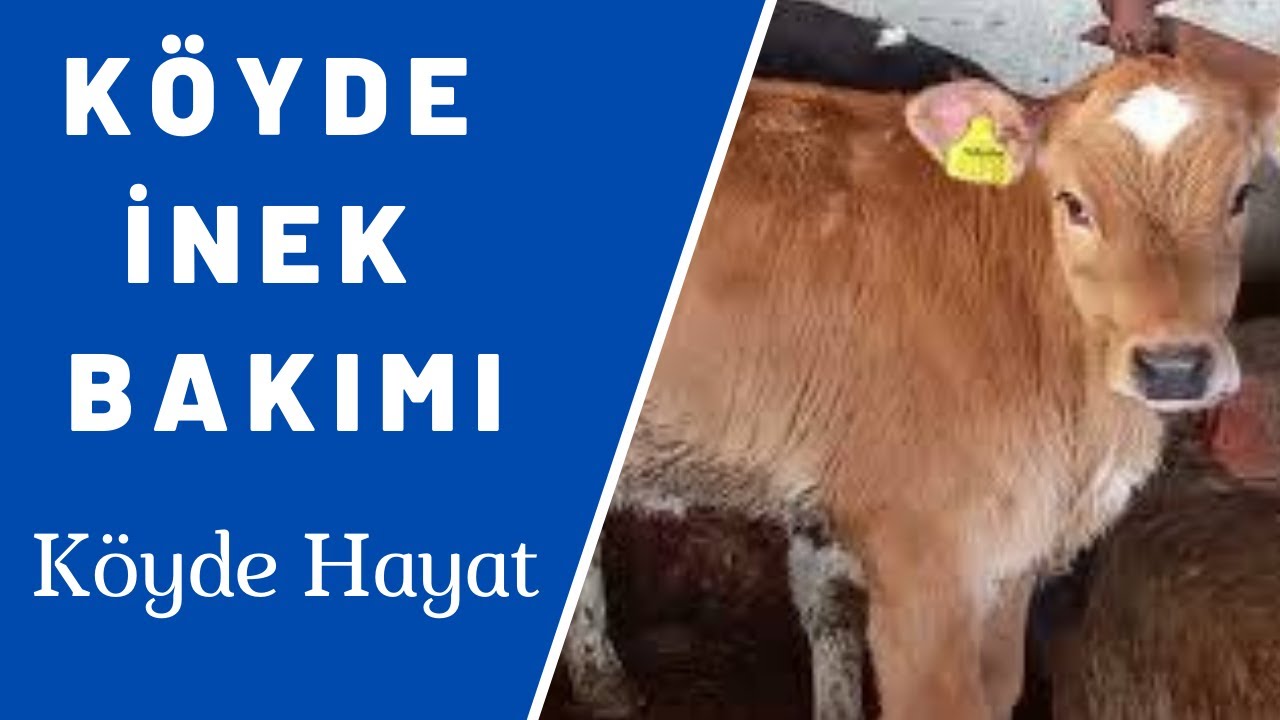Köyde İnek Bakımı, Süt Sağımı, Bergama Örtülü Mahallesi, Muzaffer Şen, Köyde Hayat