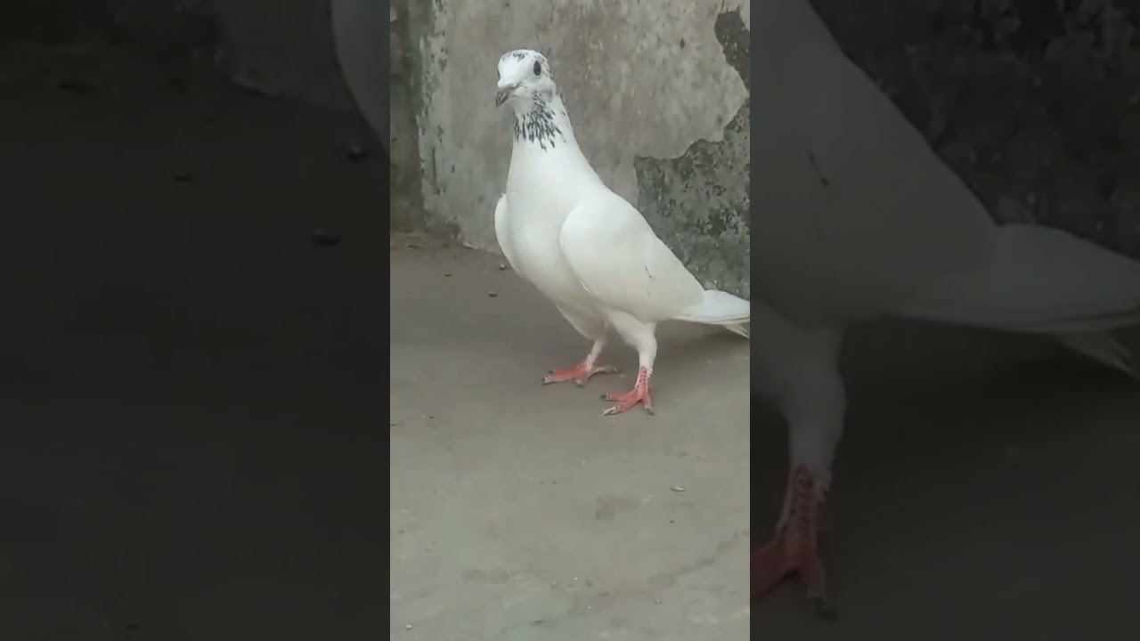 Pigeons care'Ytshorts 😍#pigeons #pigeonscare #ytshorts #kabootar #fancy #shots