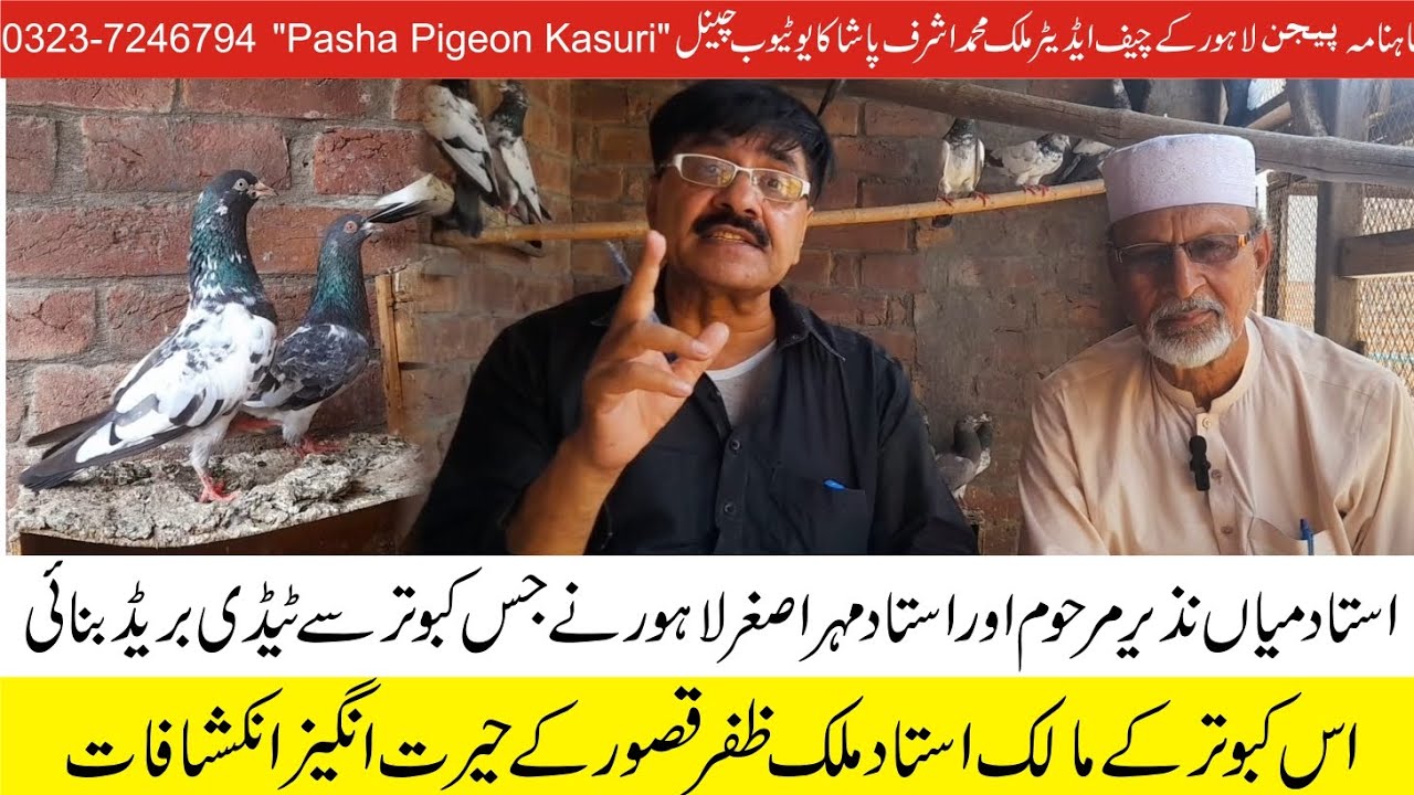 ustad mian nazir or mehr Ashgar ny  jis Kabotar sy tedy bred bnae is k Malik ustad Zafar k Inkshafat