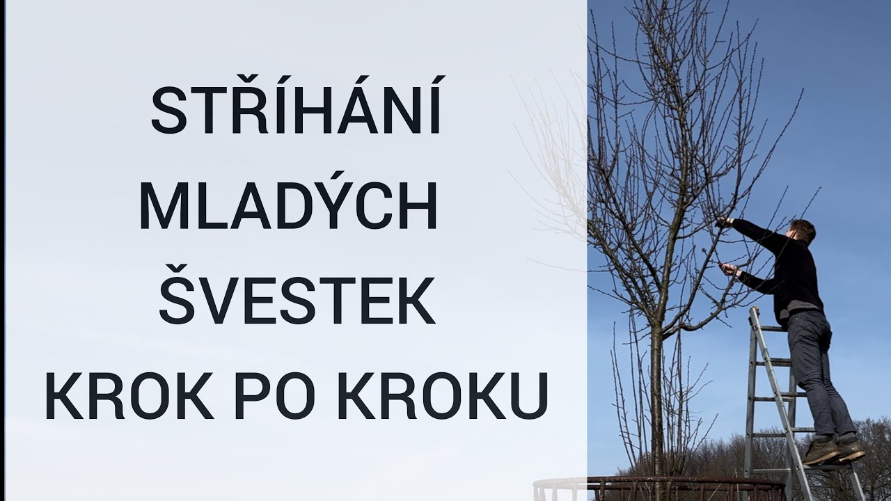 🌳 Jarní výchovný řez švestek 🌳Kdy a jak stříhat švestku 🌳 HODINOVÝ SADAŘ 🌳