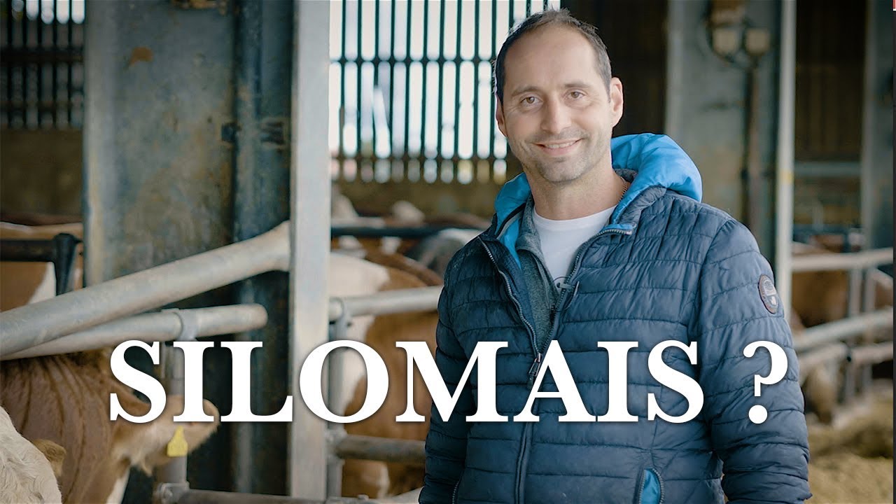 Silomais - das Futter f&uuml;r unsere Rinder
