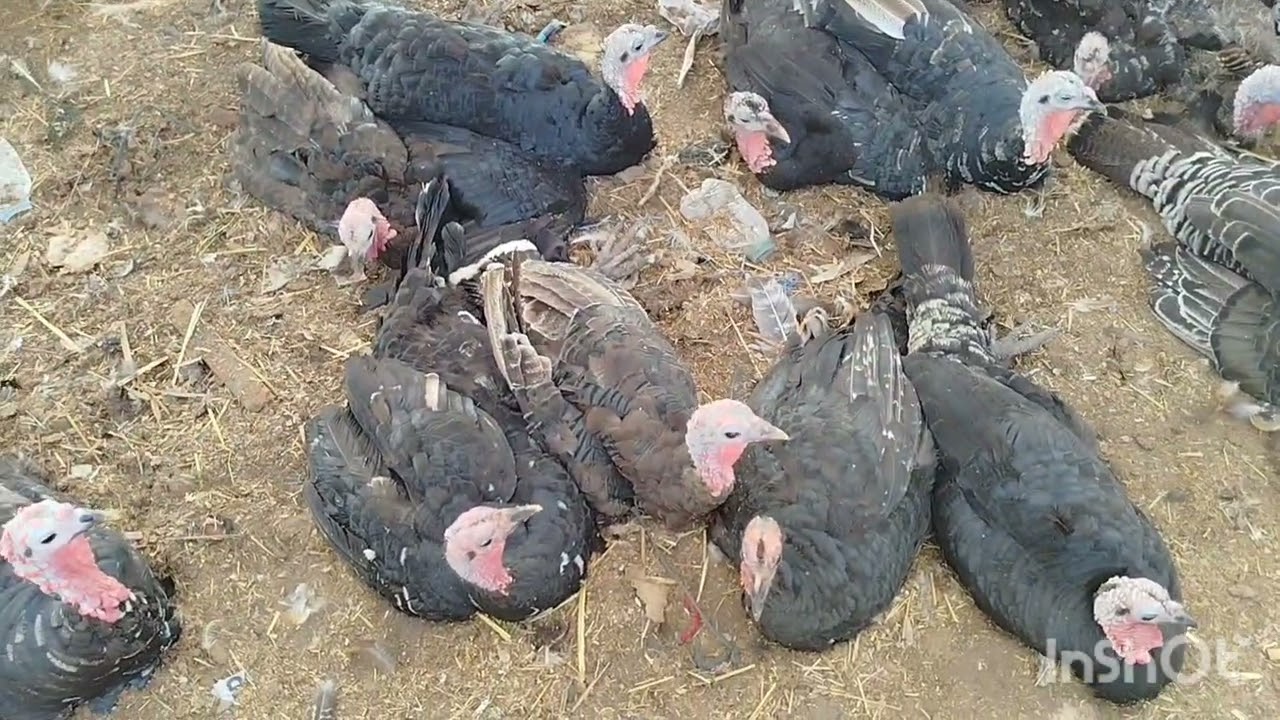 ❣️جولة من قلب رحبة الدجاج في سوق السبيت تيط مليل07/9/2025  ❣️