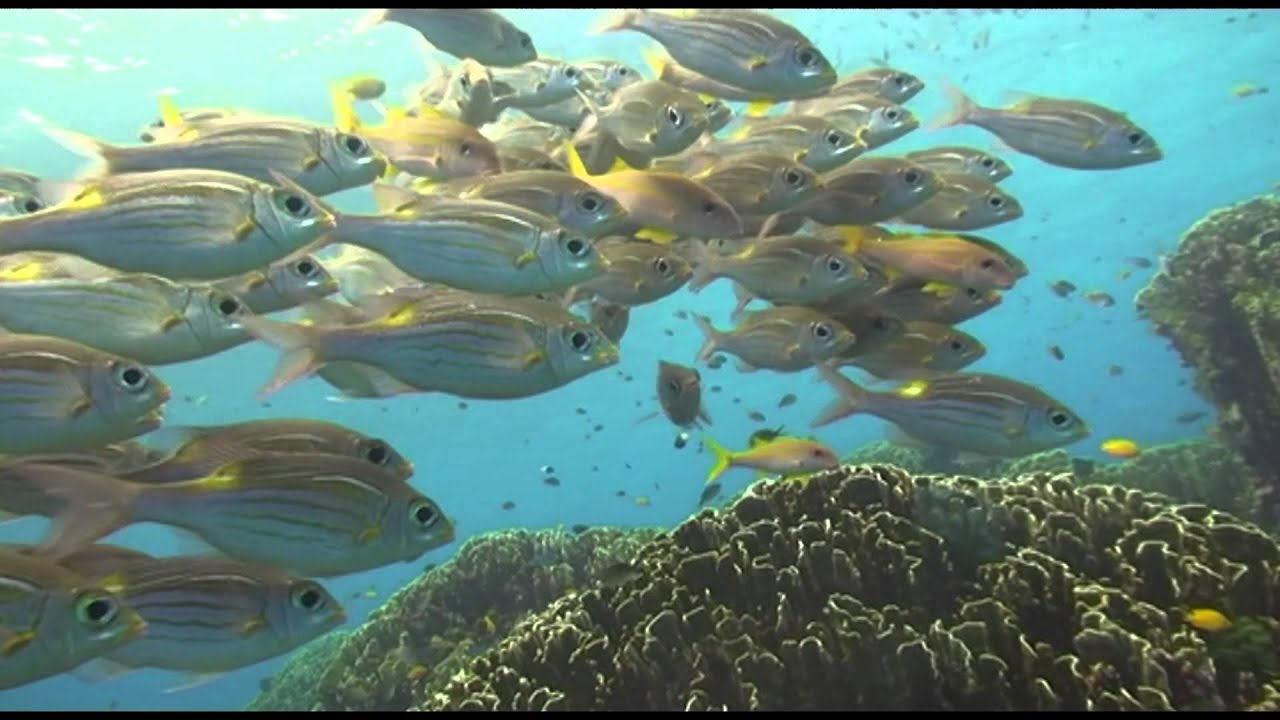 Glimpse Of Marine Life Andaman Sea