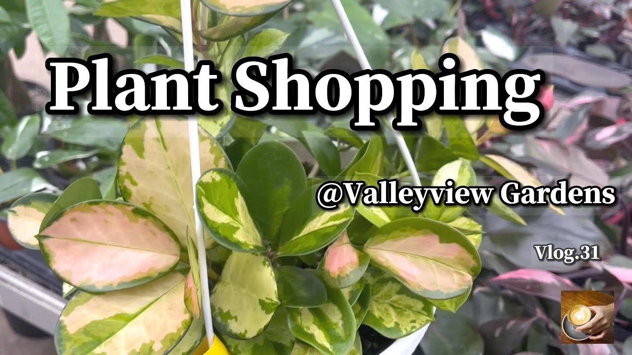 新上球兰及室内外植物/山茶花Vlog. 31Plant Shopping @Valleyview Gardens Hoya/Philodendron/Tropical Plants/Camellia