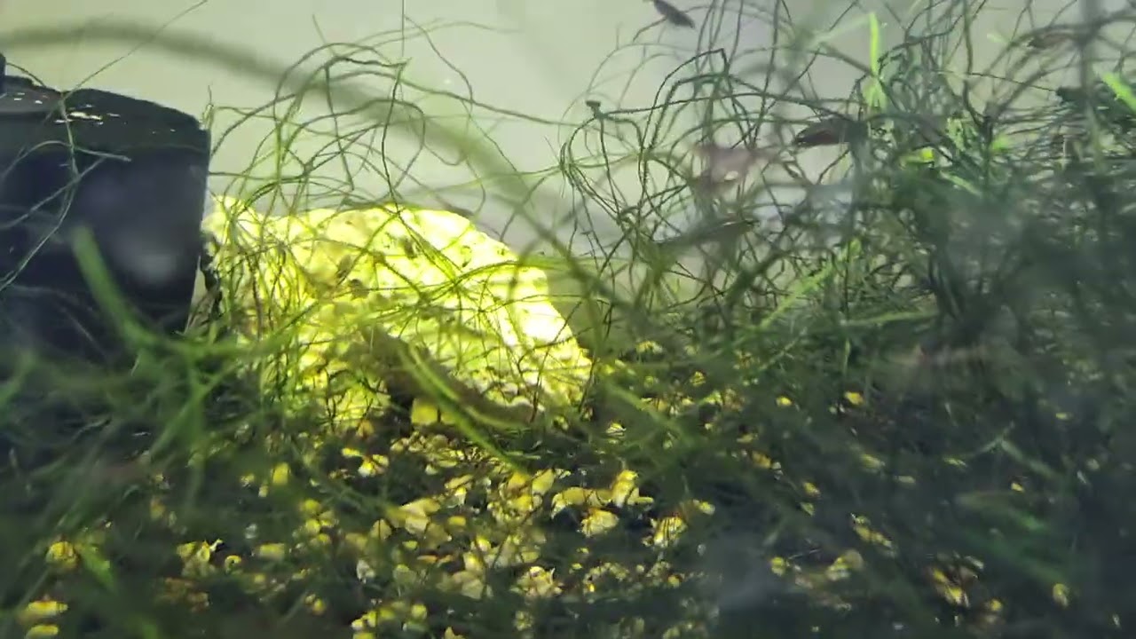 20 Gallon Aquarium With Rosy Loaches
