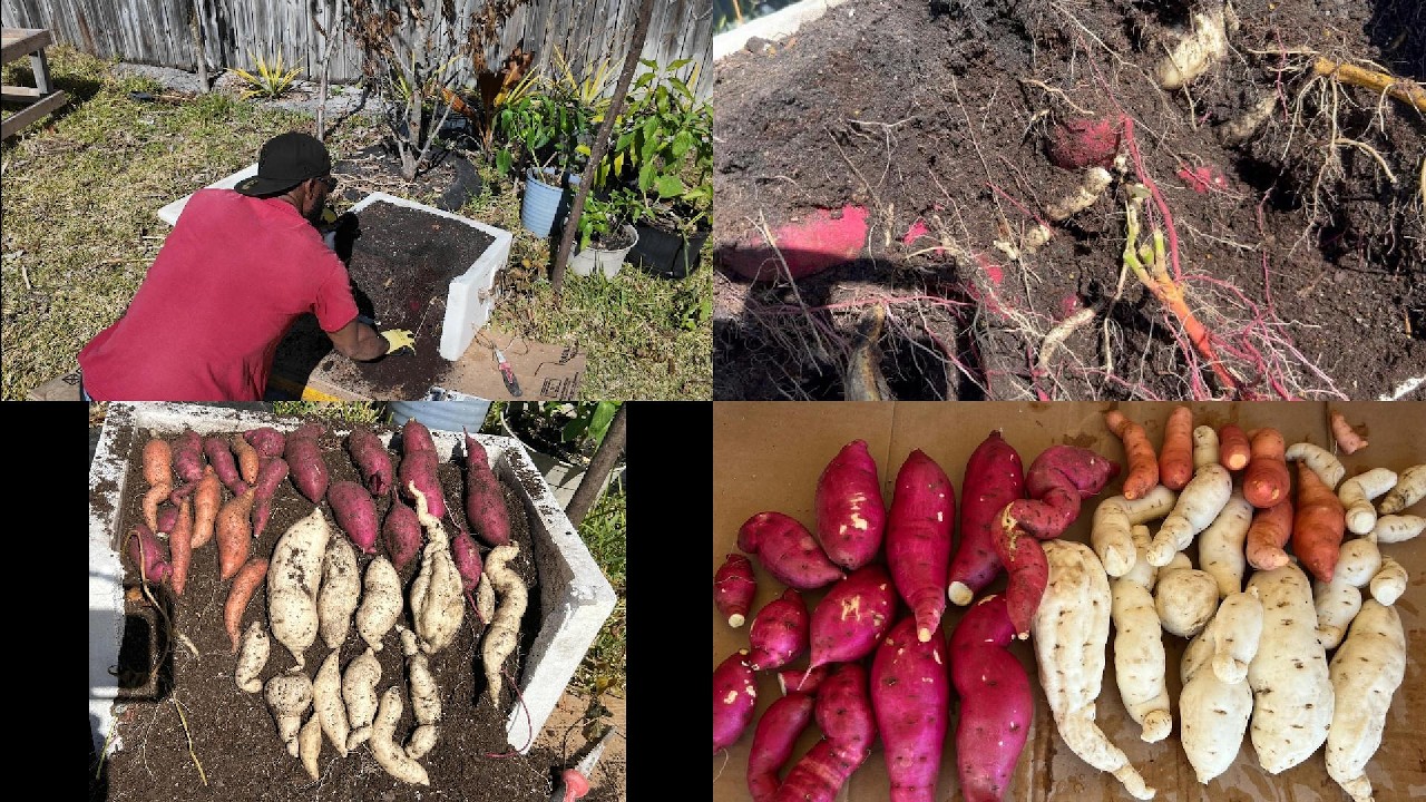 Harvesting My Sweet Potatoes In A Foam Box,  Was Forced To Reap!