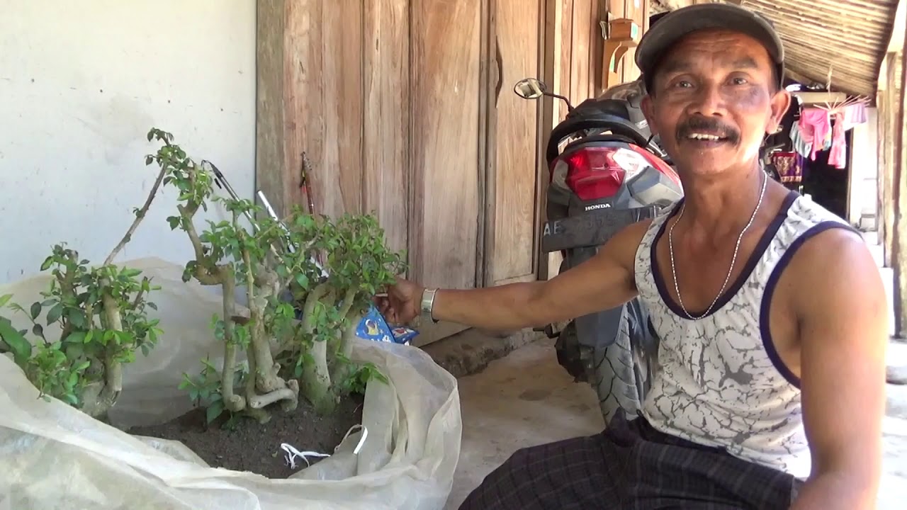 CARA MERAWAT BAHAN BONSAI DARI DONGKELAN