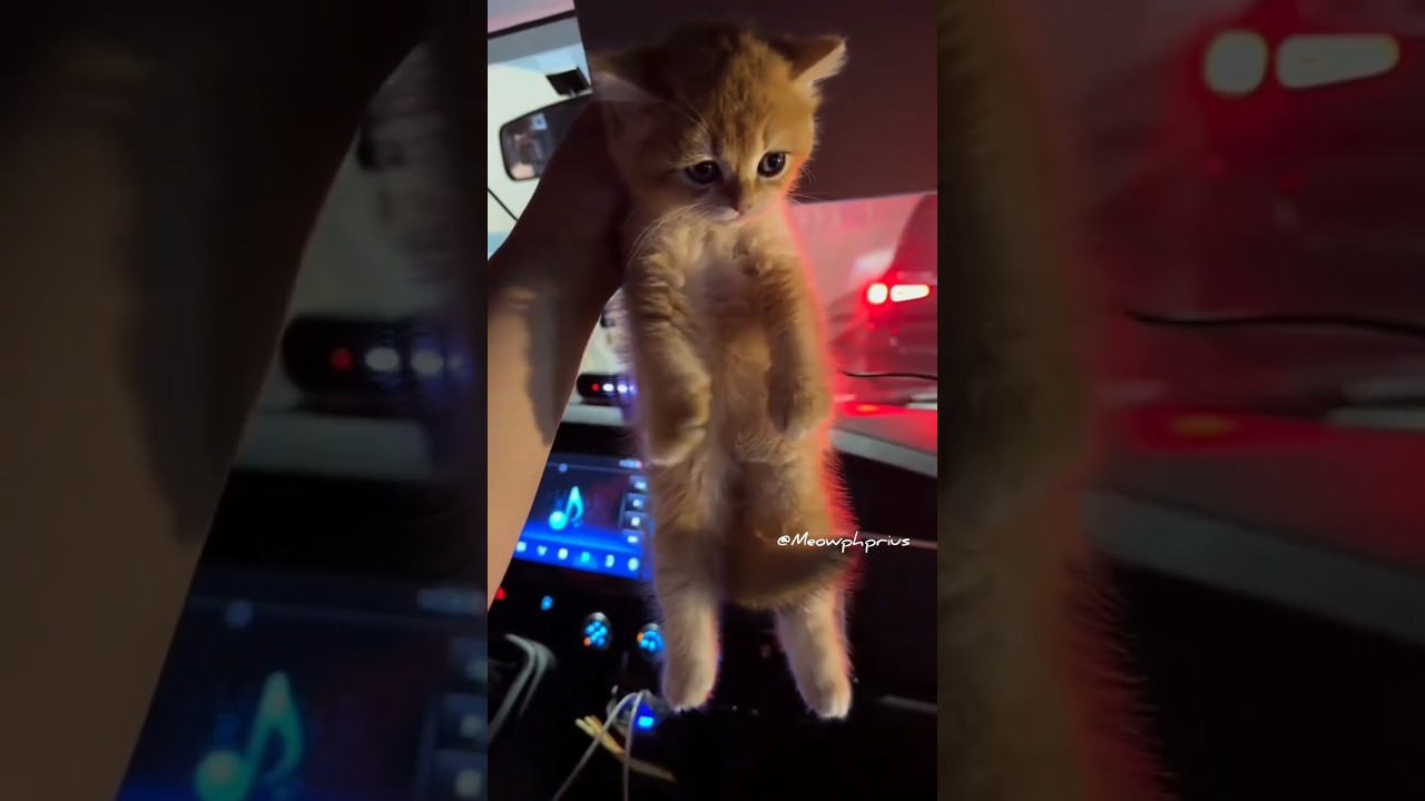 Your Cutie Is Here 💕😻#cute #kitten #cat #meow