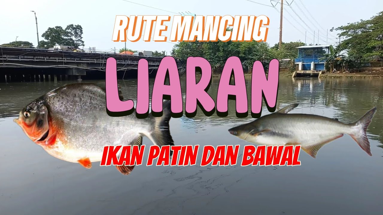 Rute spot mancing liaran ikan patin bawal dan lele Jakarta Barat