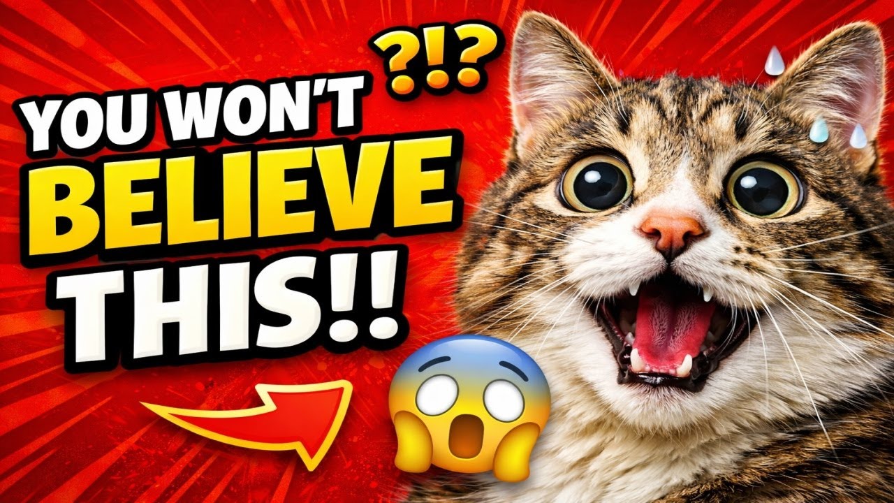 THE FUNNIEST CAT MOMENTS EVER 😱🐱 | Try Not To Laugh 😹 (Part 2)