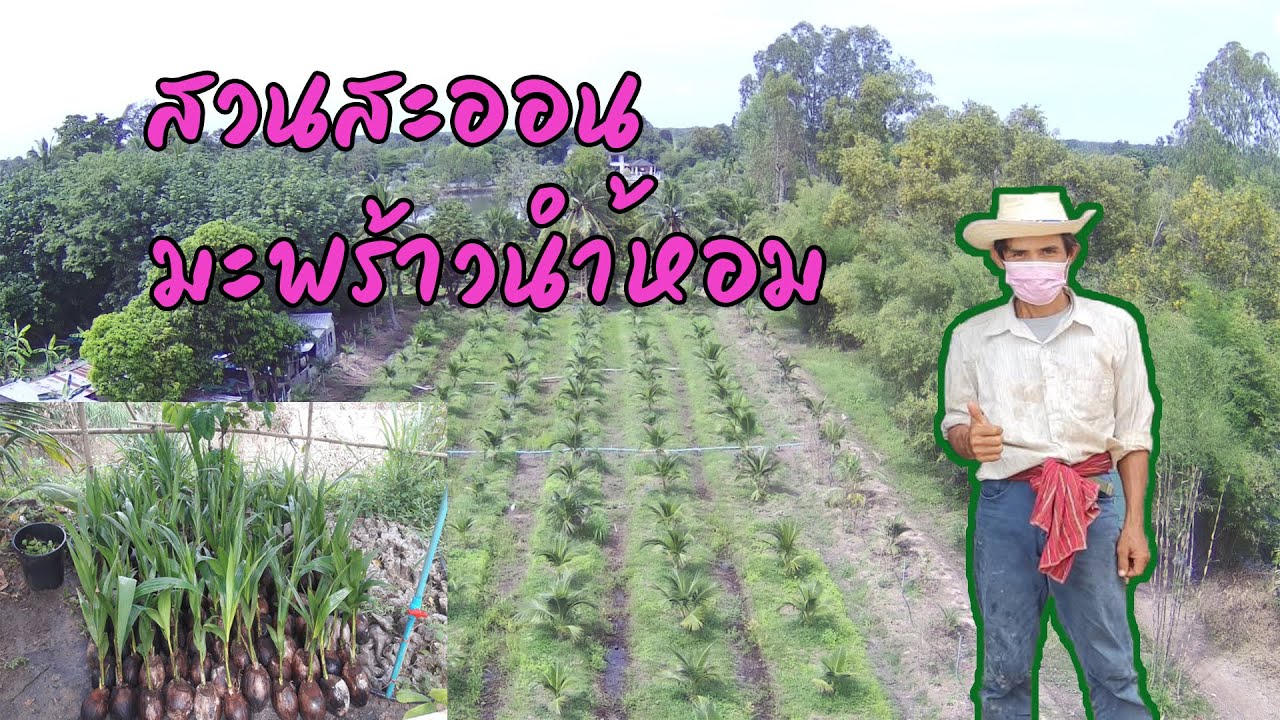 ปลูกมะพร้าวน้ำหอม 1,000 ต้น ออกแบบสวยงาม ทำต้นพันธ์ขาย ที่ศรีสะเกษ