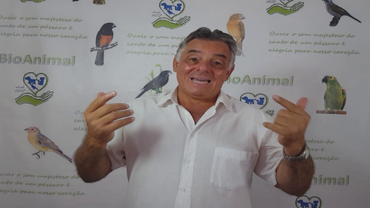 FIQUE ATENTO BROCA NO BICO DO PASSARO DICAS