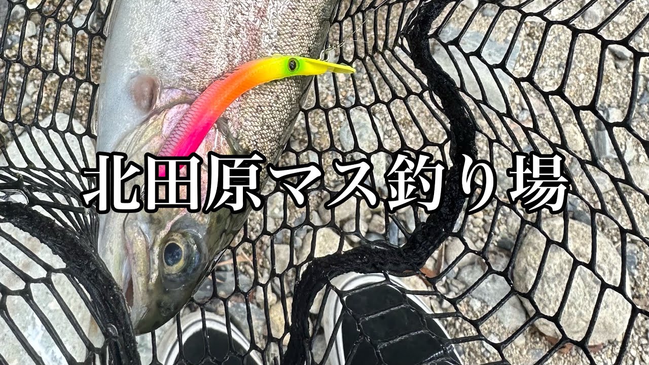 【エリアトラウト】北田原マス釣り場でニジマスを釣る。#エリアトラウト #attic 