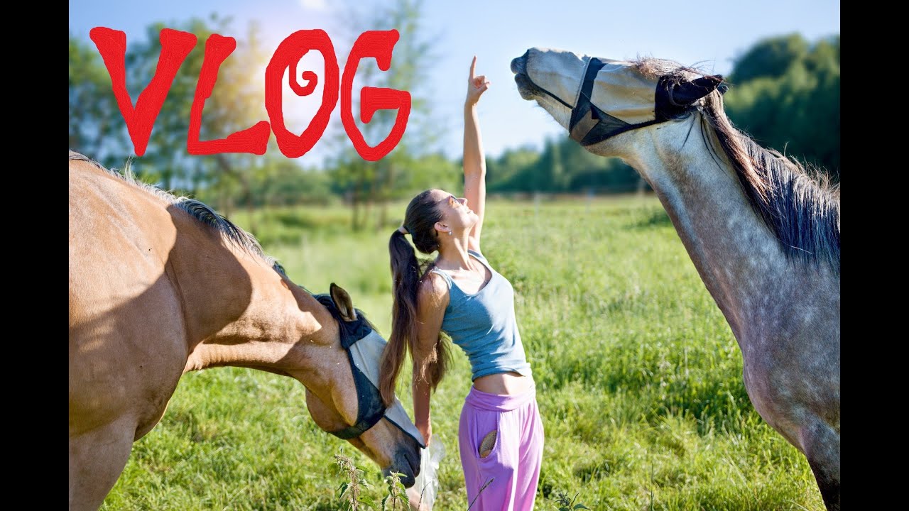 Prázdninový VLOG od koní