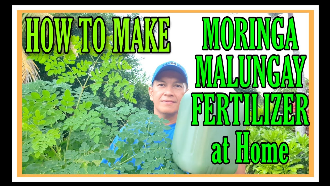 How to make Moringa Extract Fertilizer at Home / How to make moringa fertilizer