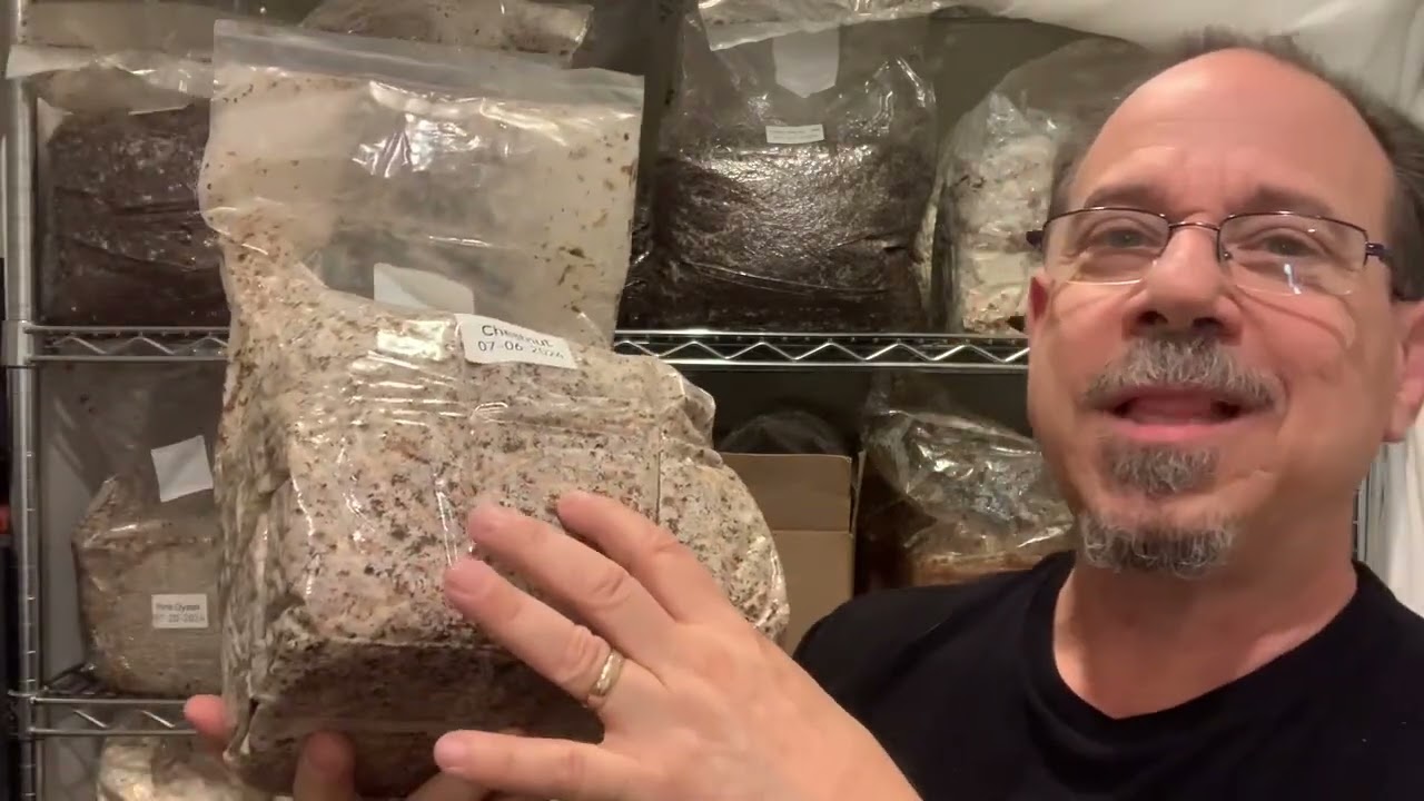 The care and feeding of Chestnut mushrooms
