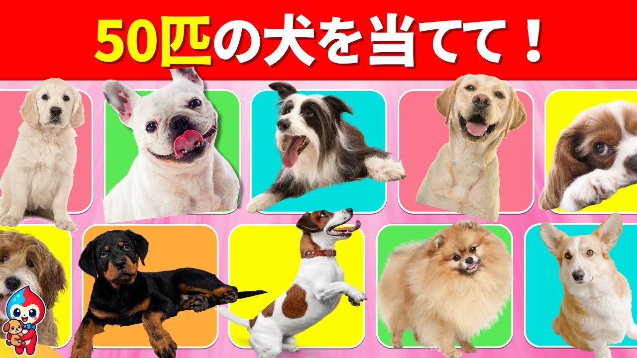 【全50問の犬クイズ】35問以上正解でキミは犬博士だ！