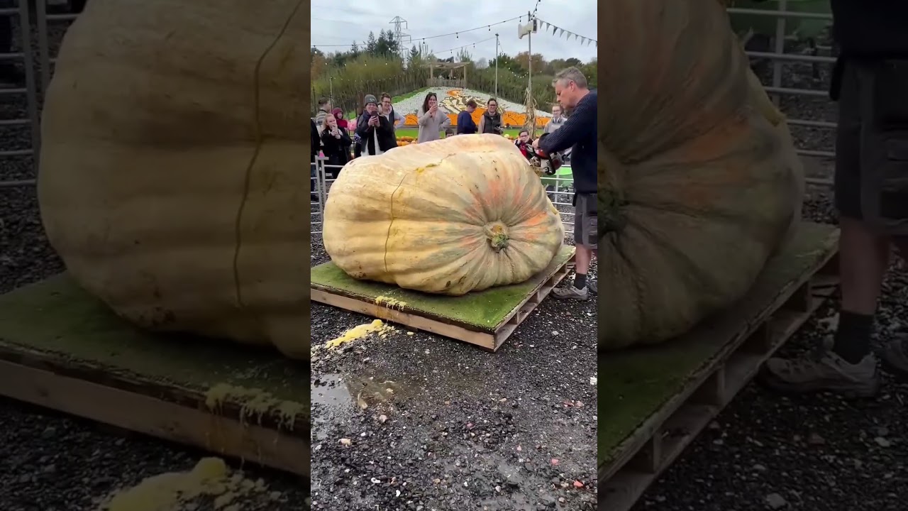 🎃 World&rsquo;s Largest Pumpkin Challenge