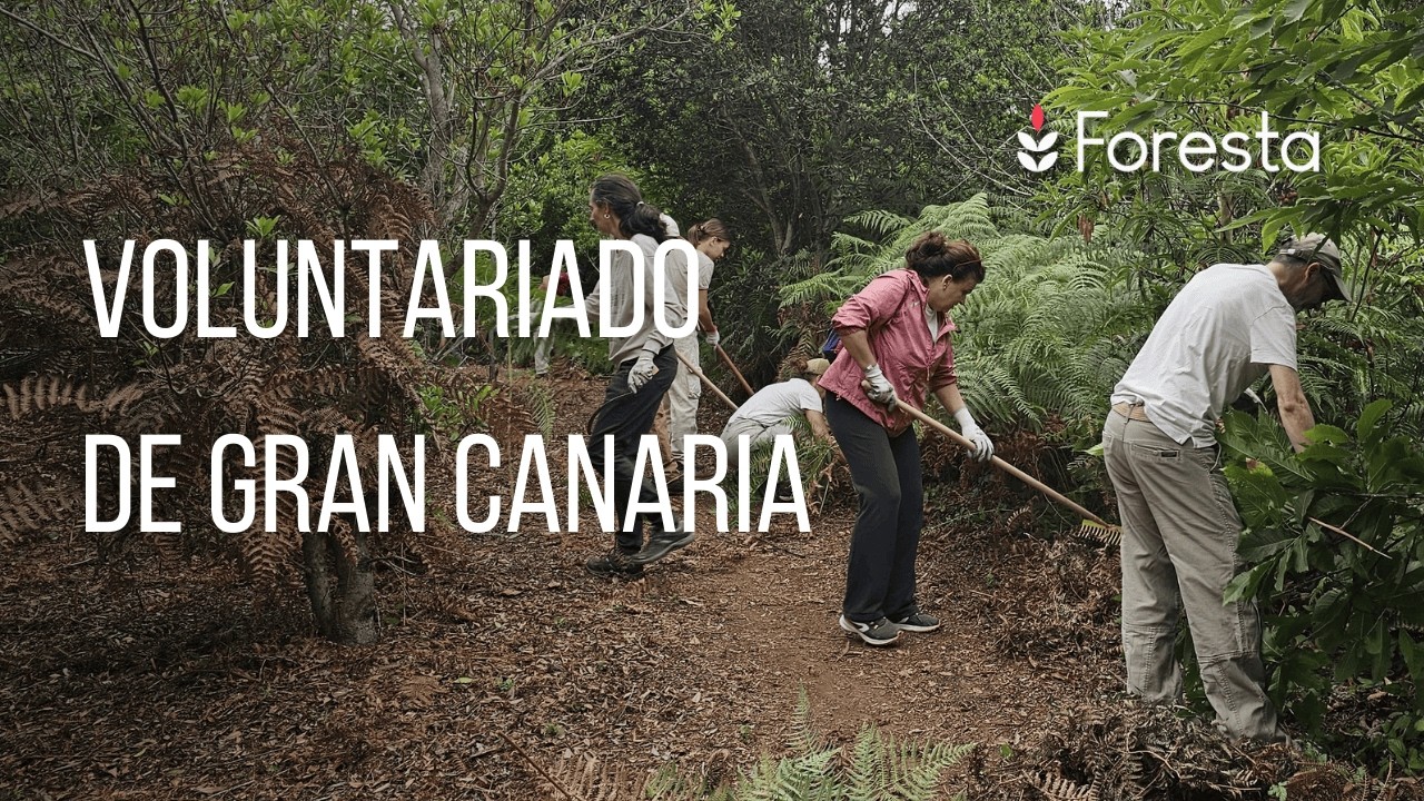 Foresta | Voluntariado Ambiental de Gran Canaria 2025