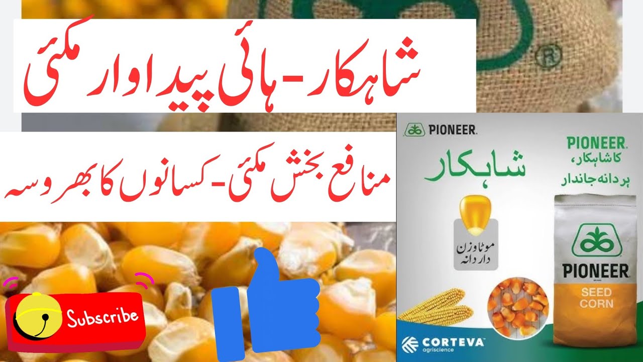 Pioneer Shahkar Maize Full Review|High Yield Hybrid Corn|Complete Farmer Guide| agriintel by muzafar